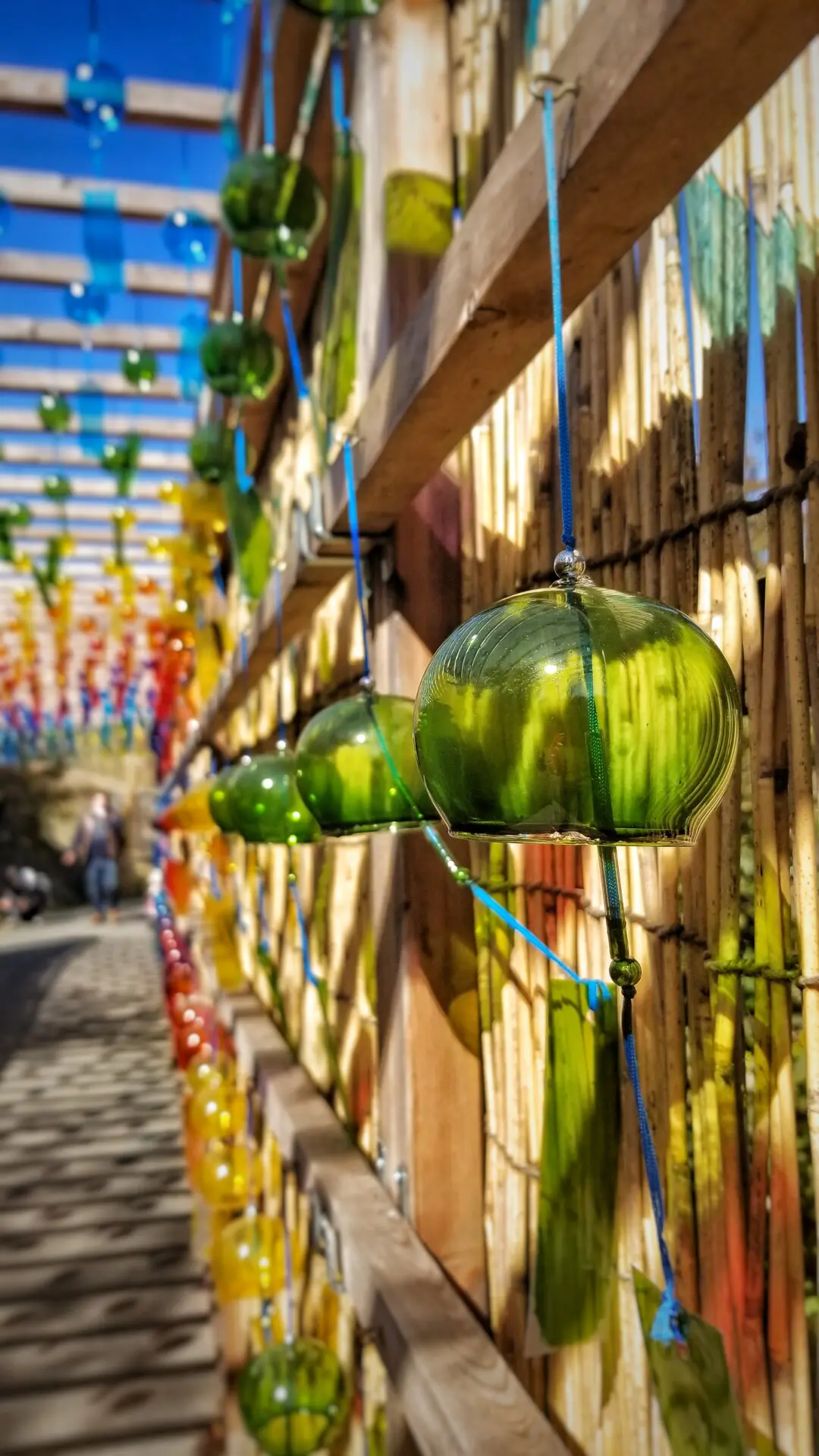 TOUMEI-BIHADAとSHIROWAKA HONMAMON 