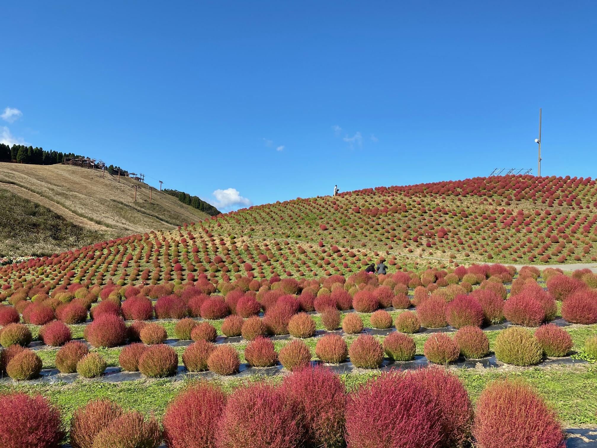 Biwako Hakodateyama - Takashima Travel